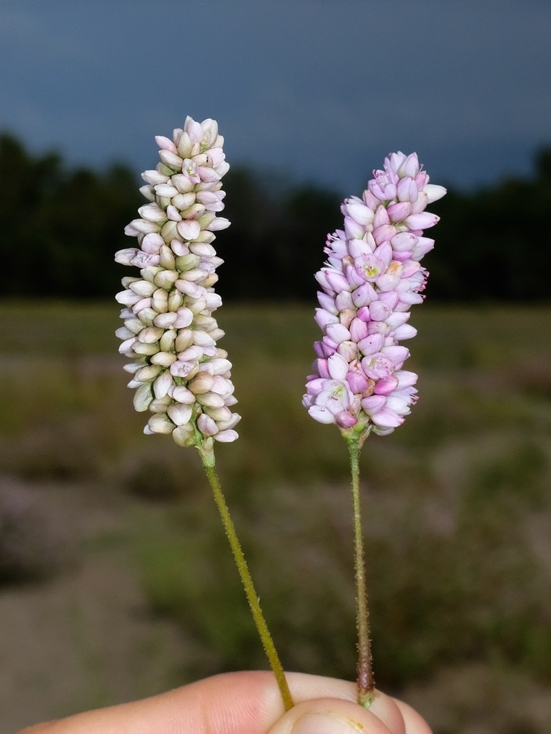 Persicaria bicornis