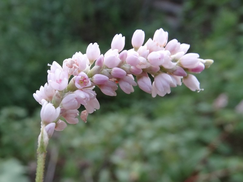 Persicaria bicornis photo 2