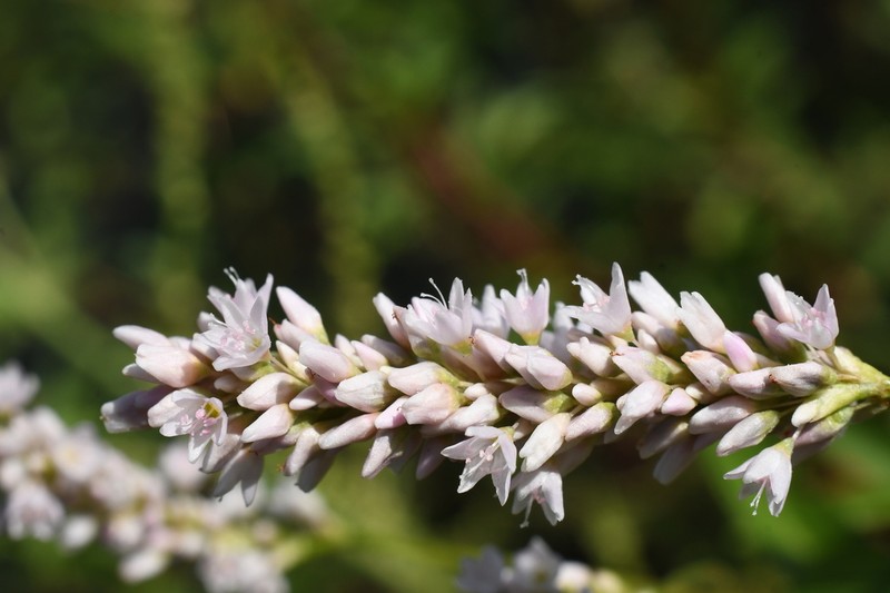 Persicaria bicornis photo 4