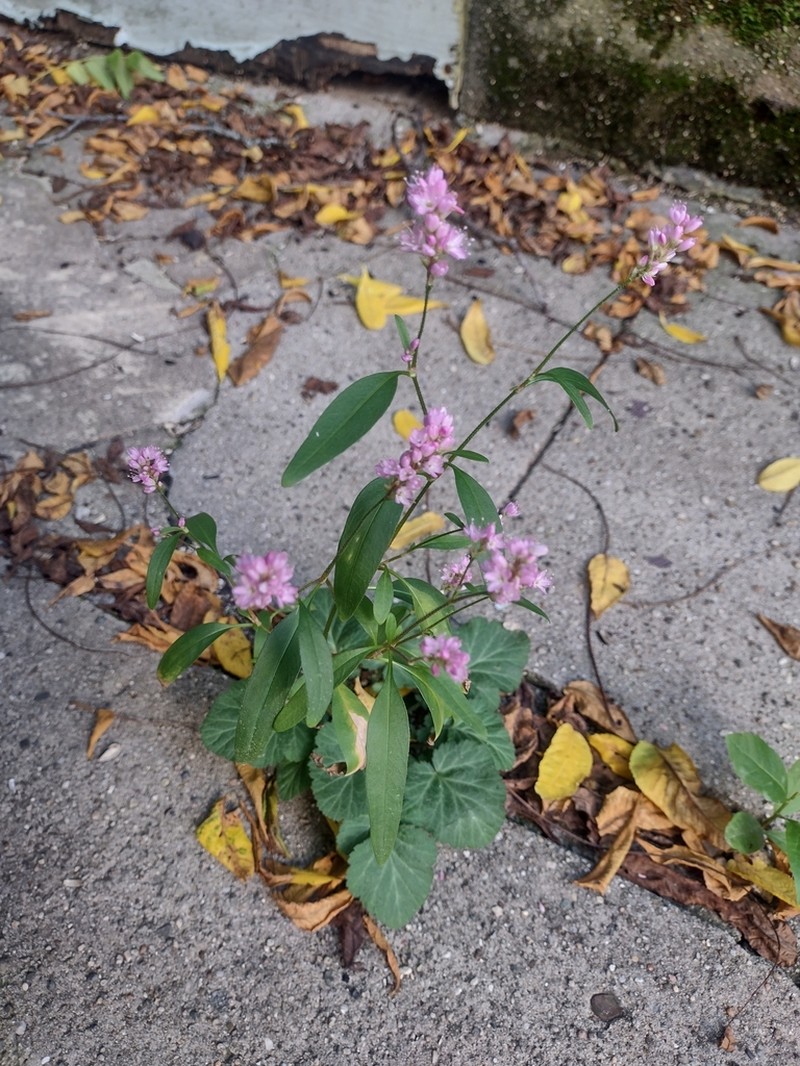 Persicaria bicornis photo 5