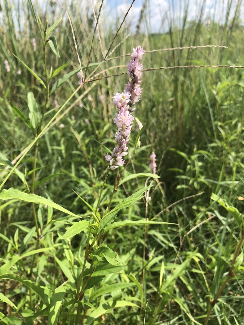 Persicaria bicornis photo 6