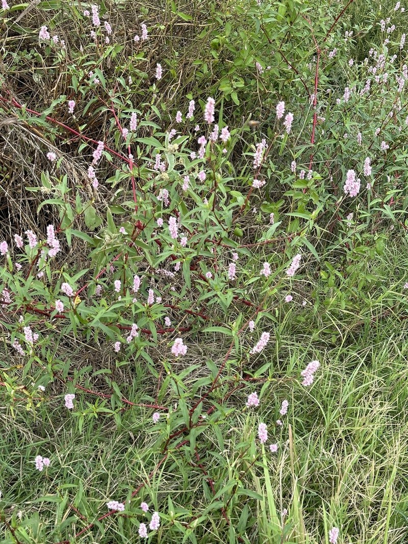 Persicaria bicornis photo 7