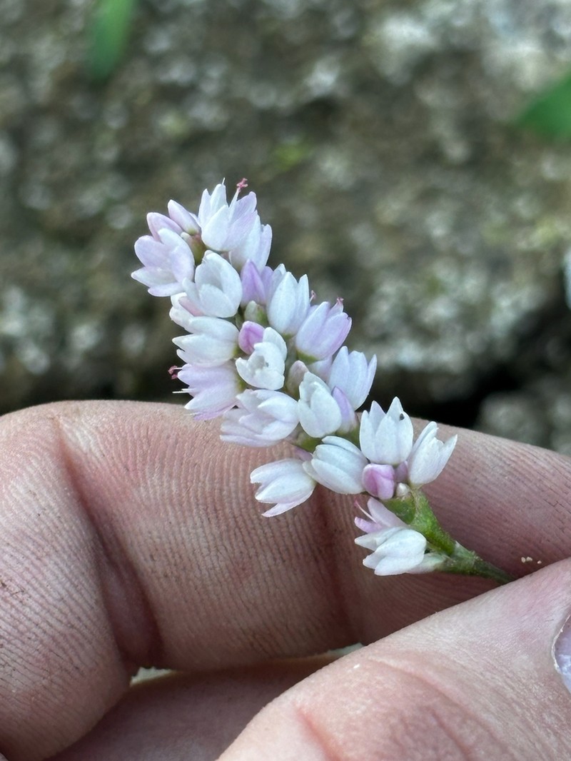 Persicaria bicornis photo 8