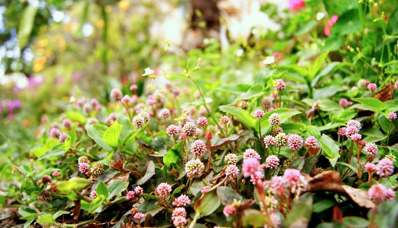 Pinkhead Smartweed photo 8