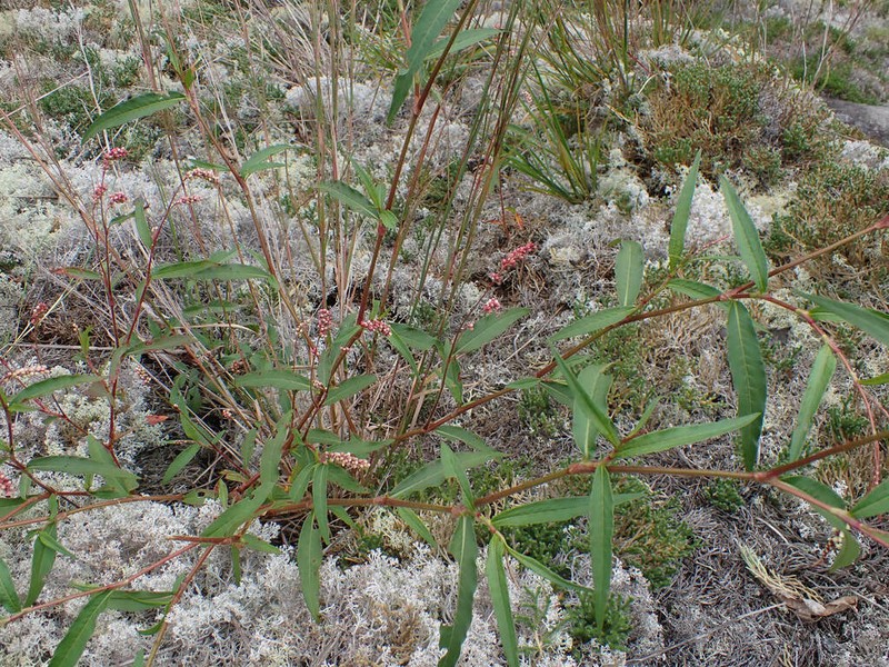Carey's Smartweed