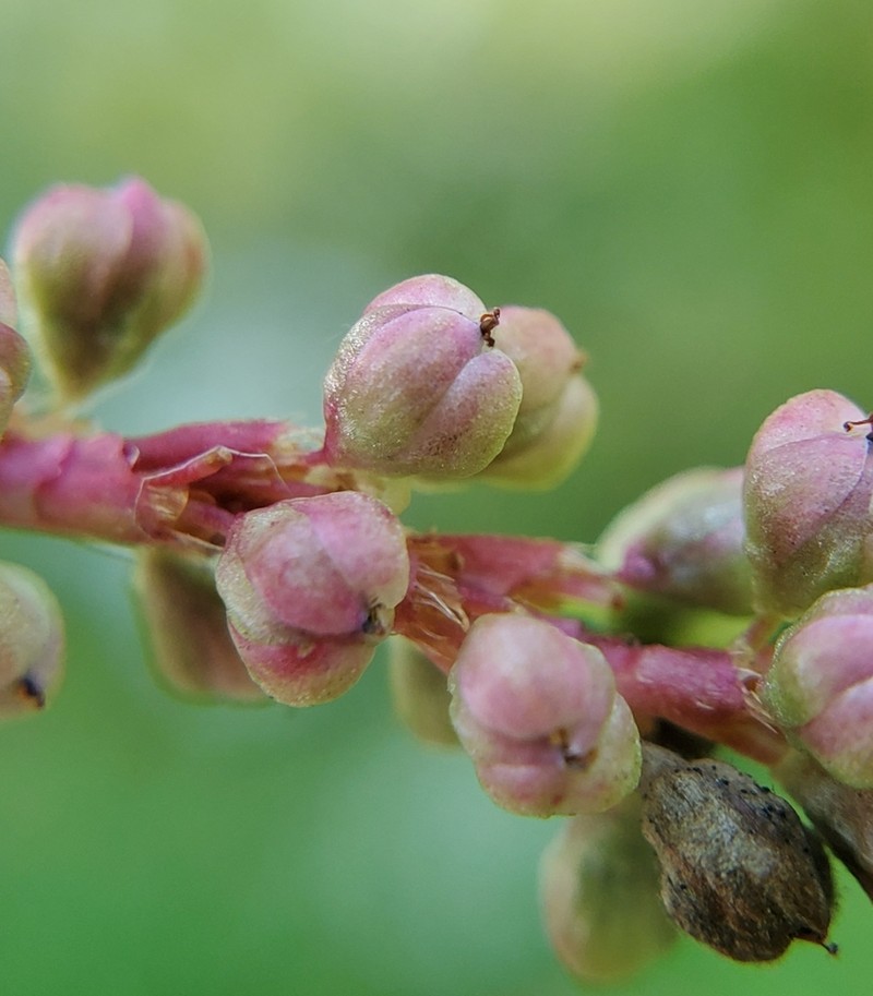 Carey's Smartweed photo 2
