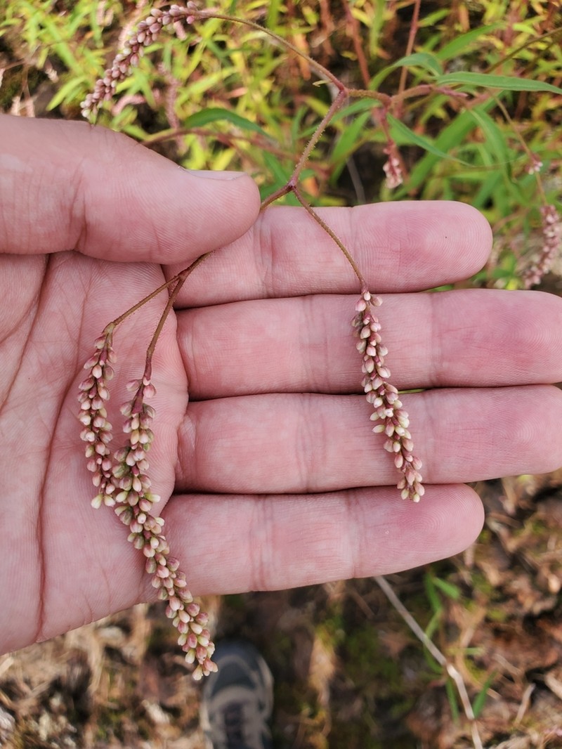 Carey's Smartweed photo 3