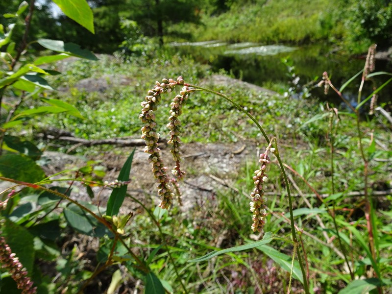 Carey's Smartweed photo 4