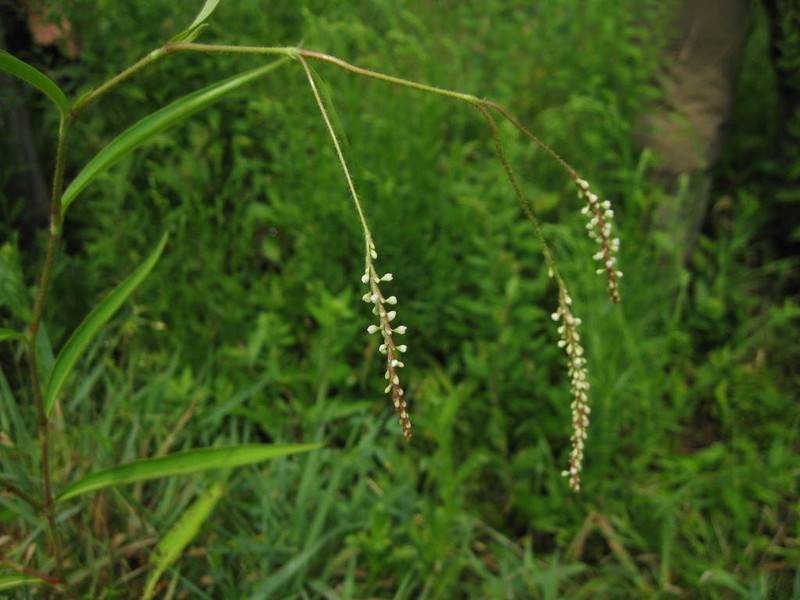 Carey's Smartweed photo 5