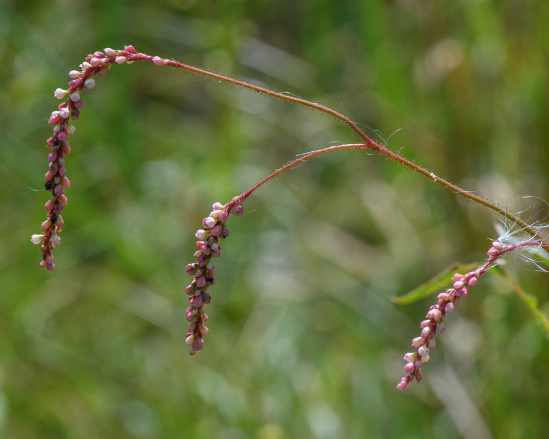 Carey's Smartweed photo 6