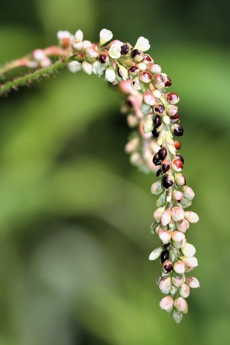 Carey's Smartweed photo 7