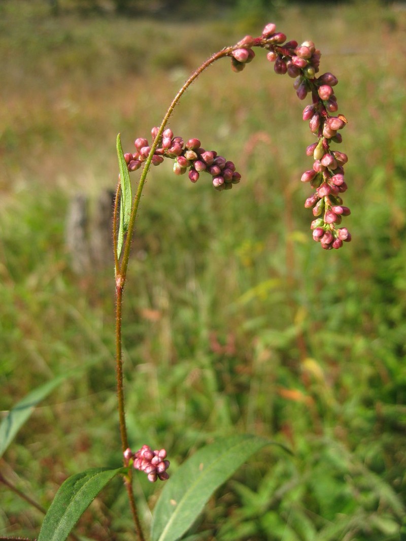 Carey's Smartweed photo 8
