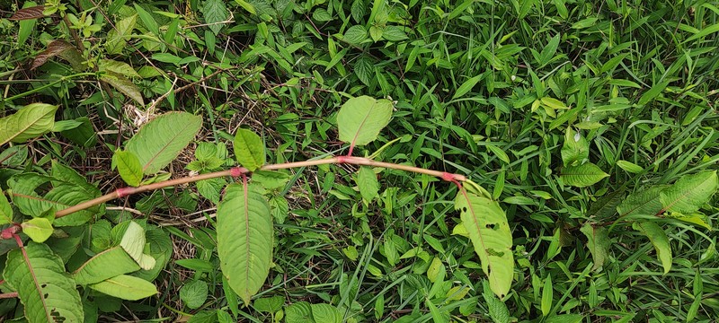 Chinese Knotweed photo 8