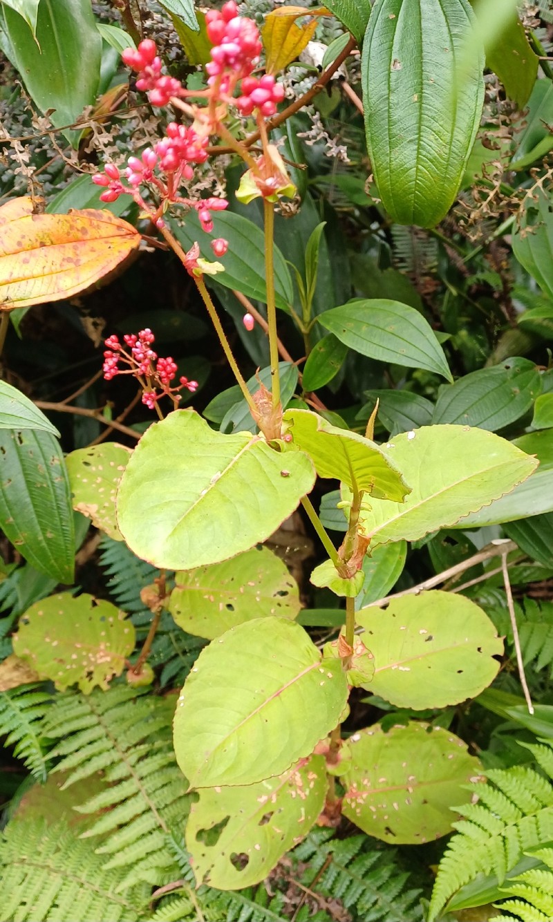 Persicaria chinensis var. chinensis