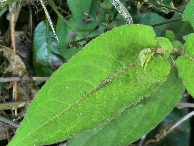 Persicaria chinensis var. chinensis photo 2