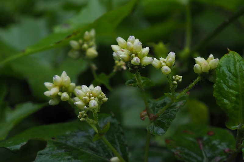 Persicaria chinensis var. chinensis photo 4