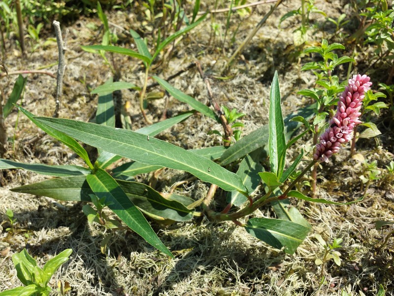 Persicaria coccinea photo 6