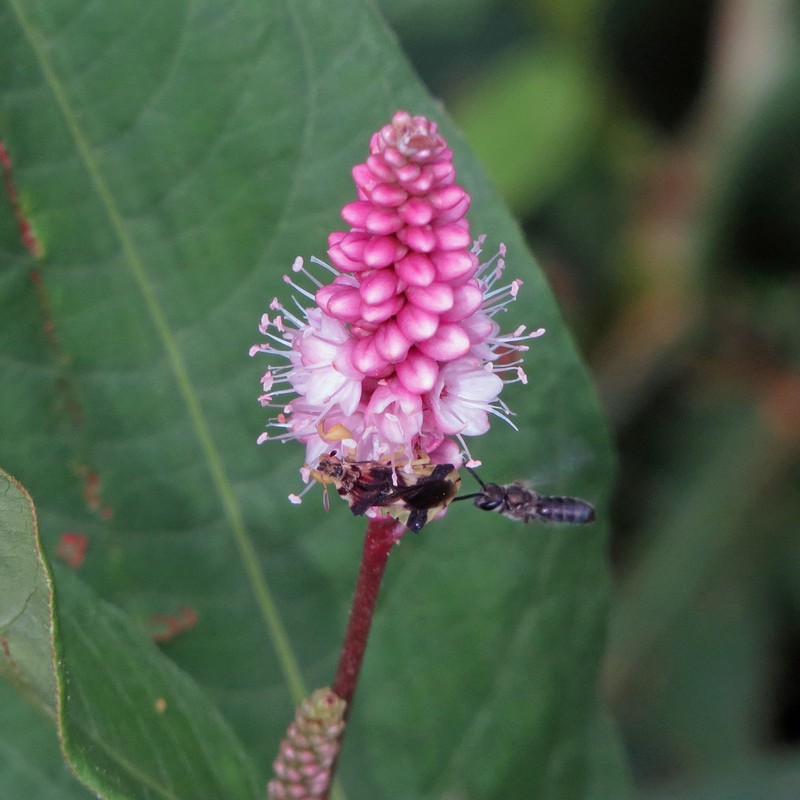 Persicaria coccinea photo 7