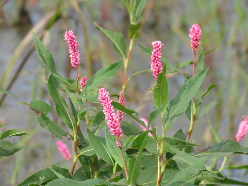 Persicaria coccinea photo 8