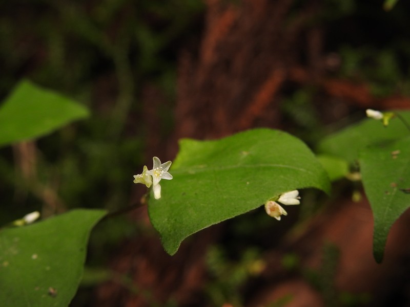 Persicaria debilis photo 2