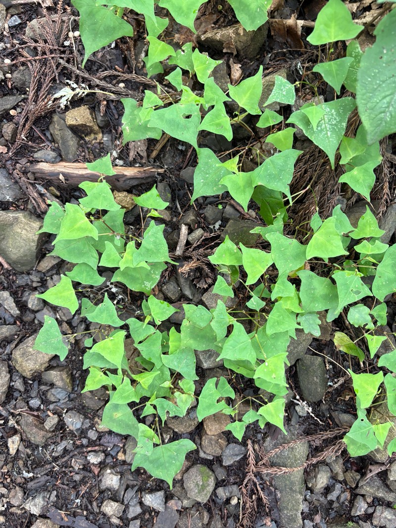 Persicaria debilis photo 3