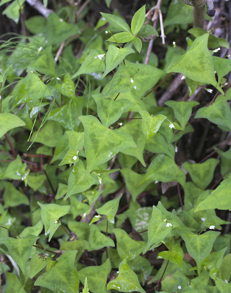 Persicaria debilis photo 4