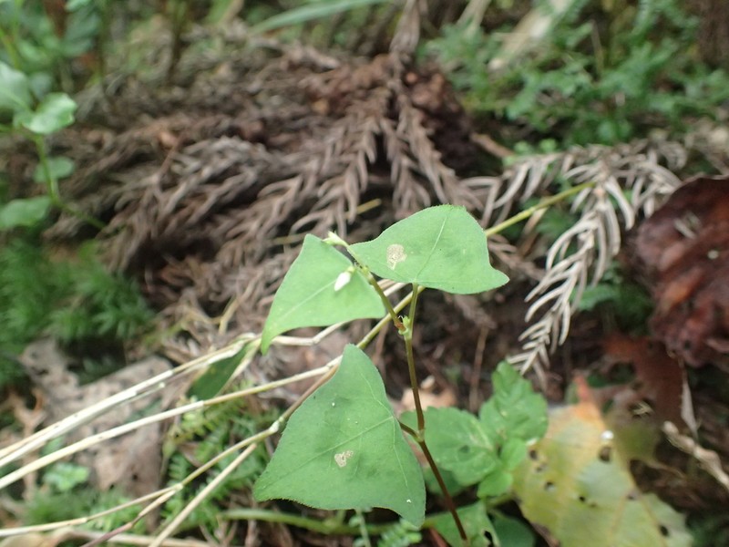 Persicaria debilis photo 5