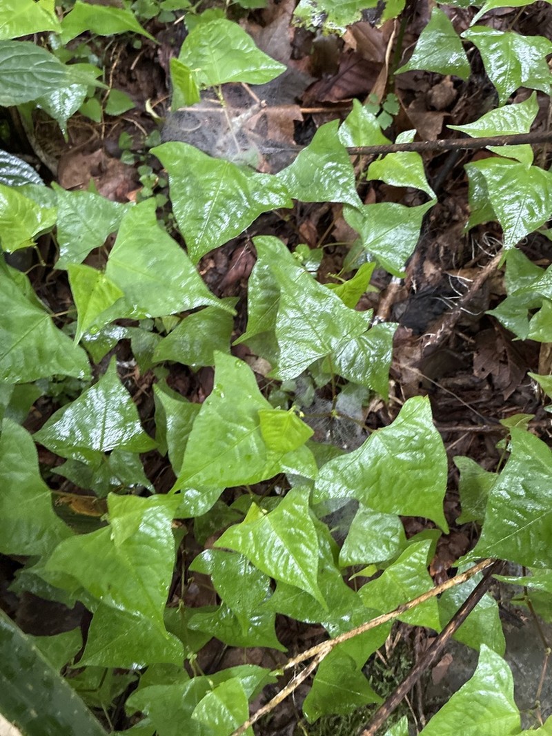 Persicaria debilis photo 6