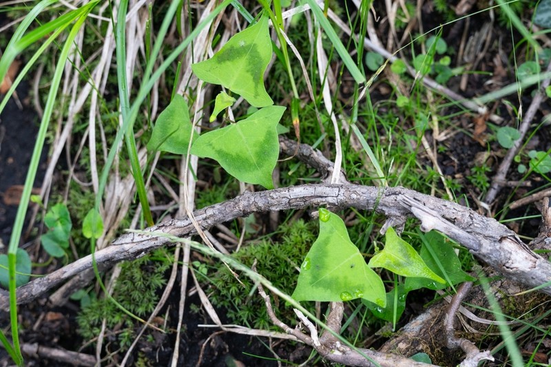 Persicaria debilis photo 7