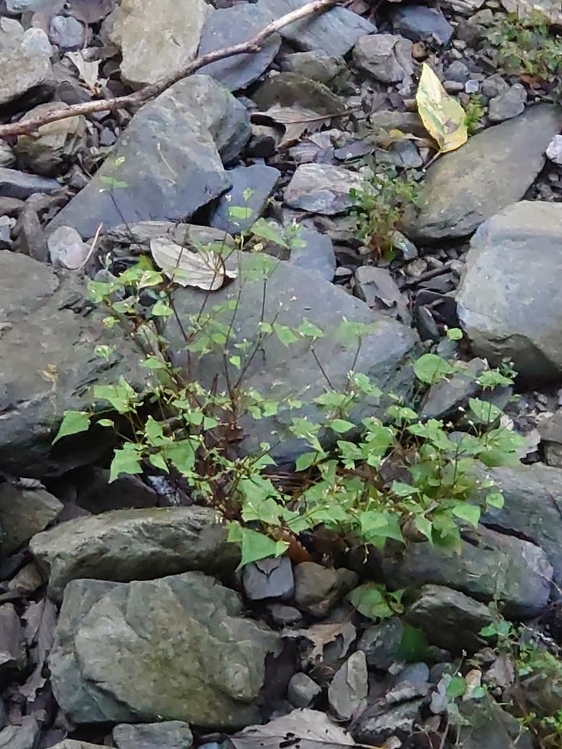 Persicaria debilis photo 8