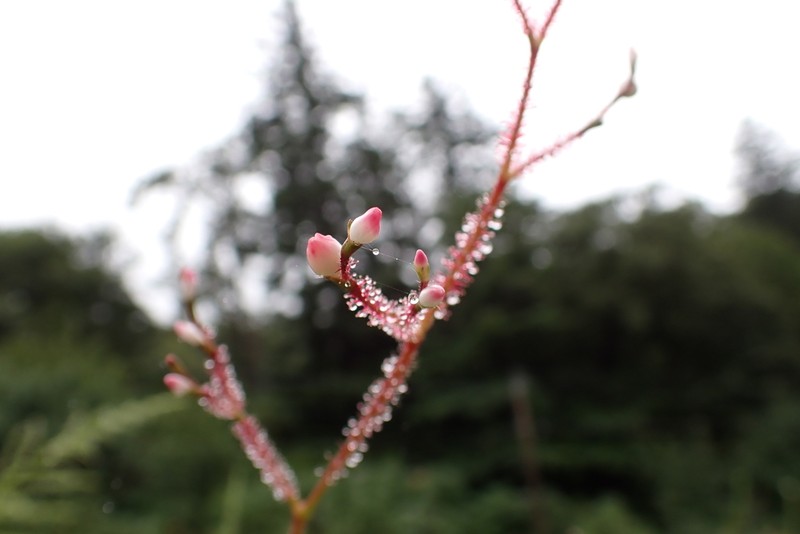 Persicaria dissitiflora