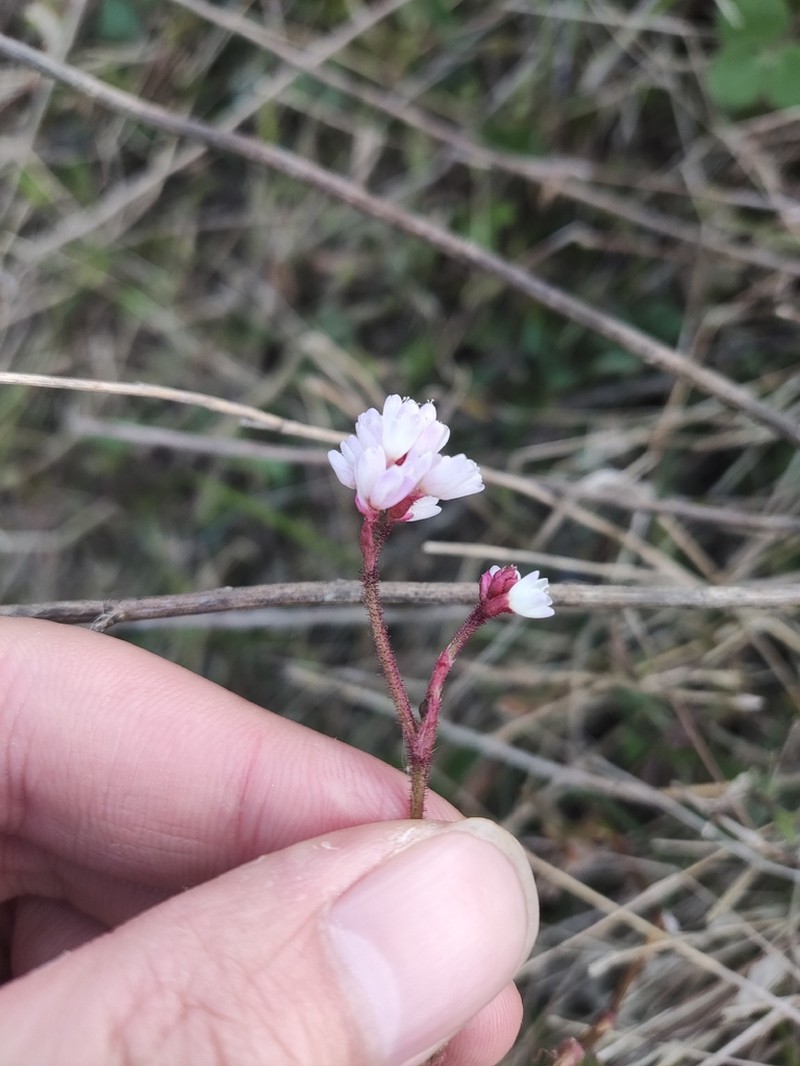 Persicaria dissitiflora photo 2