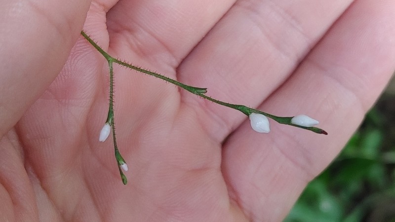 Persicaria dissitiflora photo 4