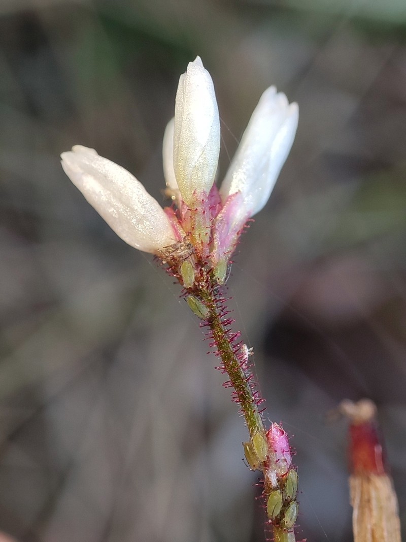 Persicaria dissitiflora photo 5