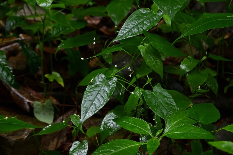 Persicaria dissitiflora photo 6