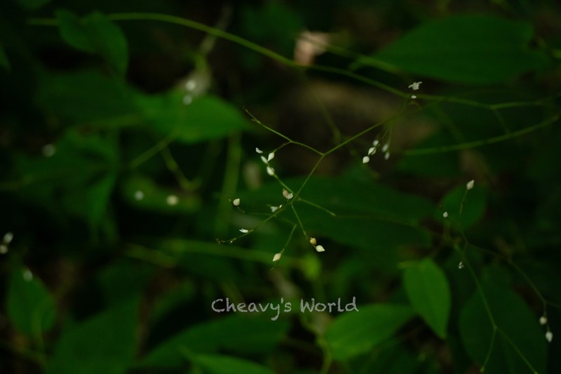 Persicaria dissitiflora photo 7