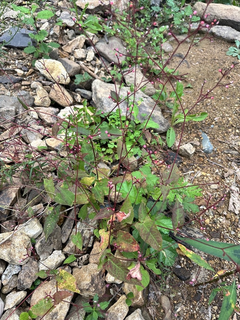 Persicaria dissitiflora photo 8