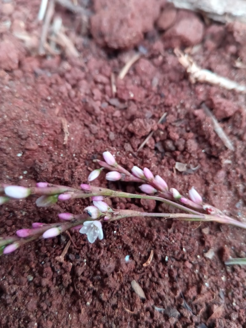 Persicaria foliosa var. paludicola