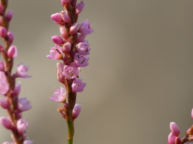 Denseflower Knotweed