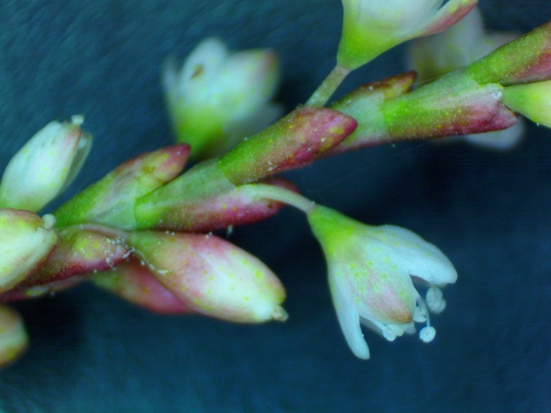 Denseflower Knotweed photo 3