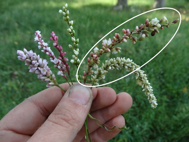 Denseflower Knotweed photo 4