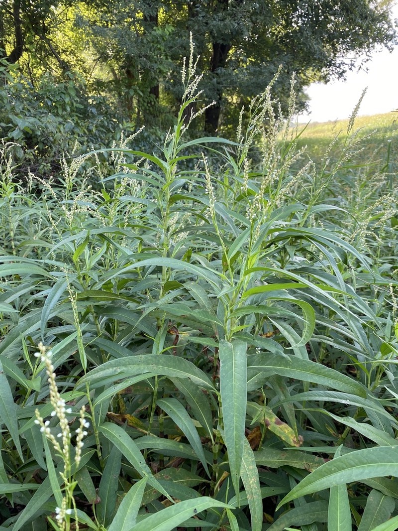 Denseflower Knotweed photo 5