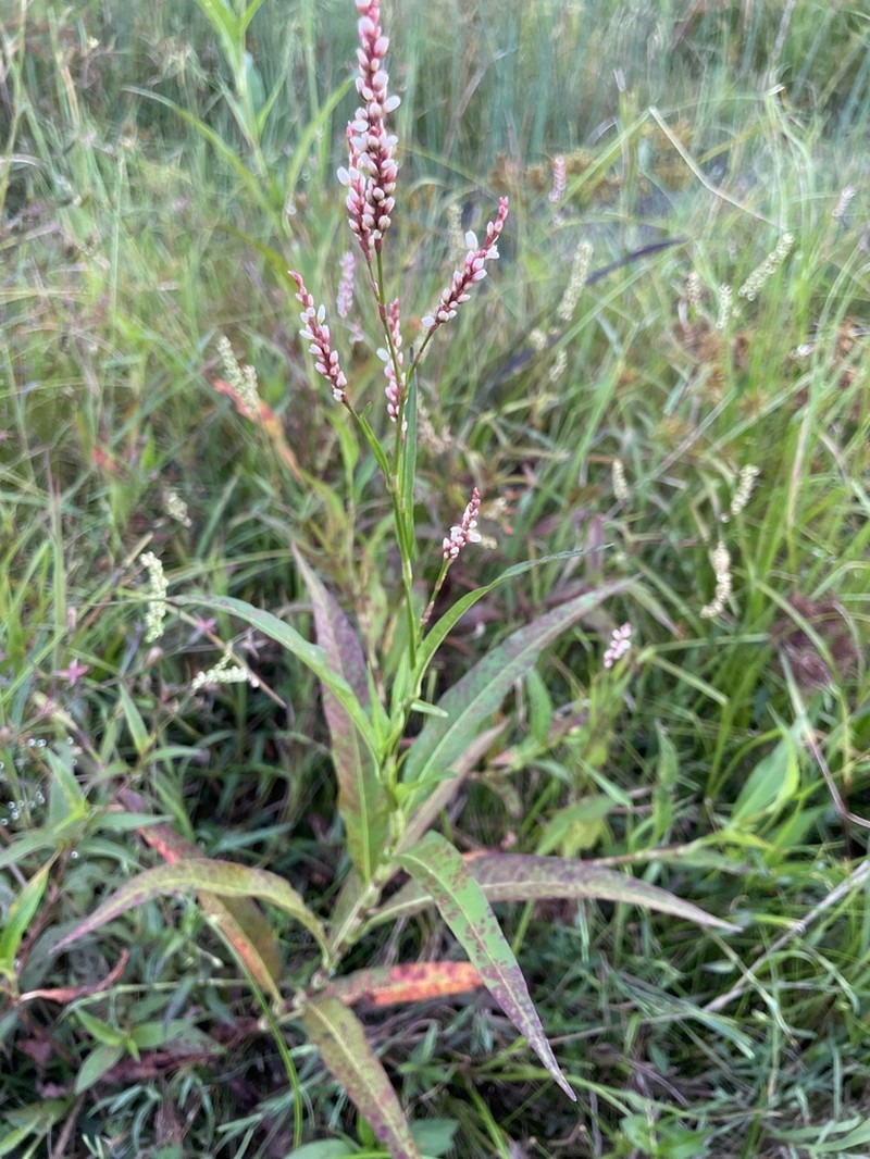 Denseflower Knotweed photo 6