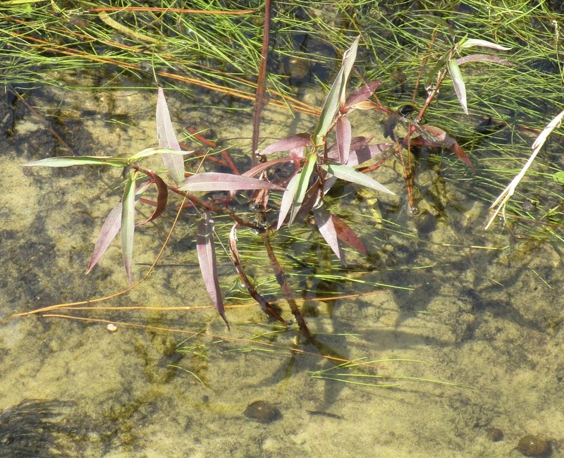 Denseflower Knotweed photo 7