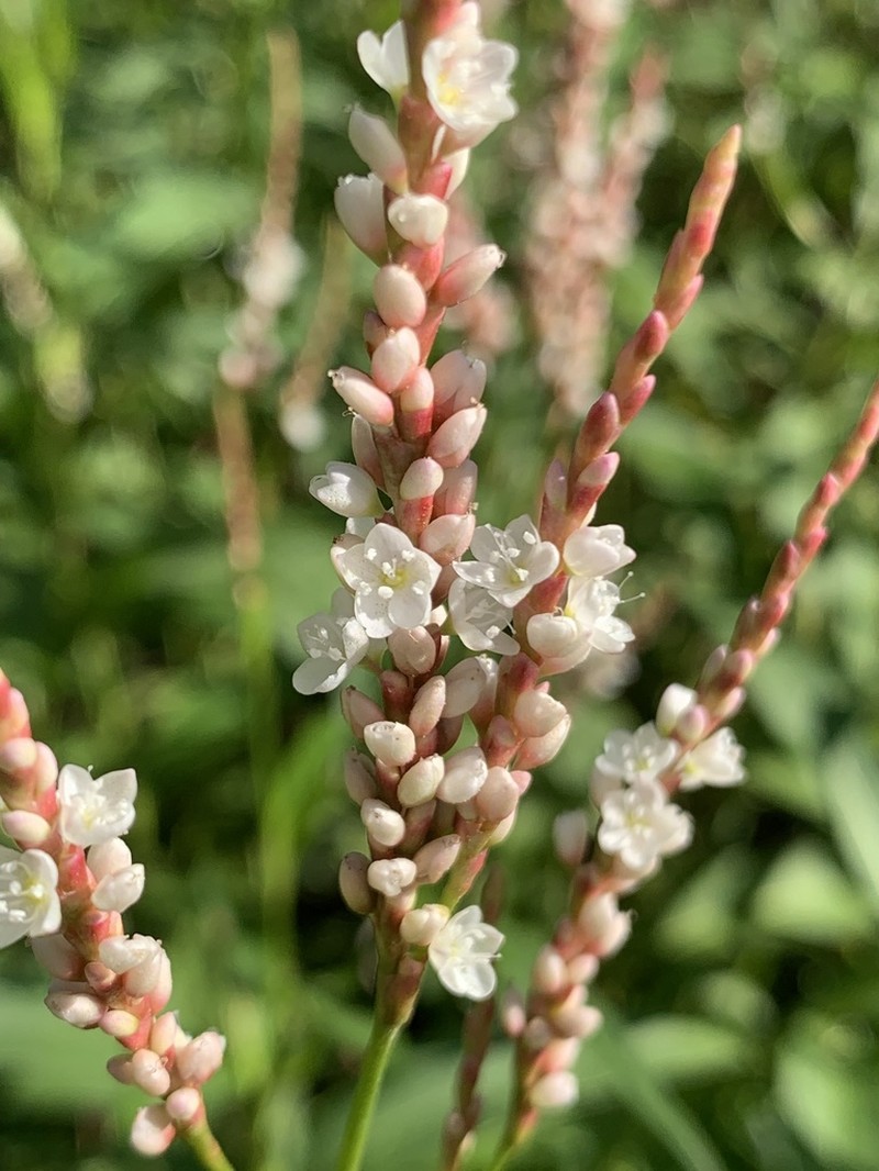 Denseflower Knotweed photo 8