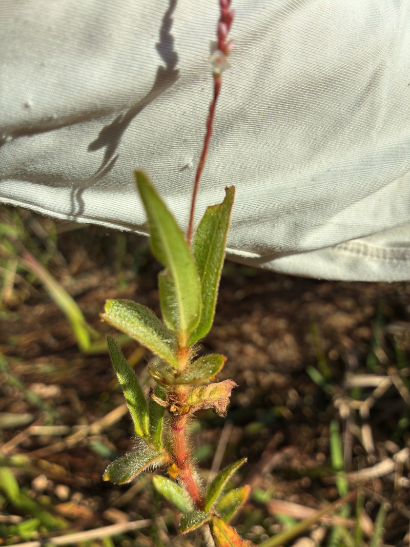 Hairy Smartweed