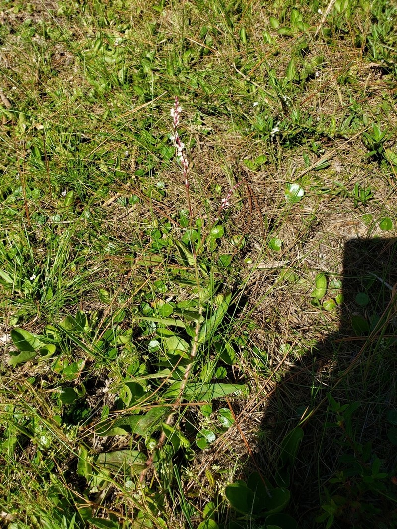 Hairy Smartweed photo 2