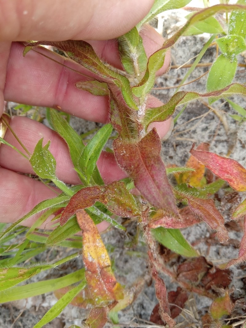 Hairy Smartweed photo 3
