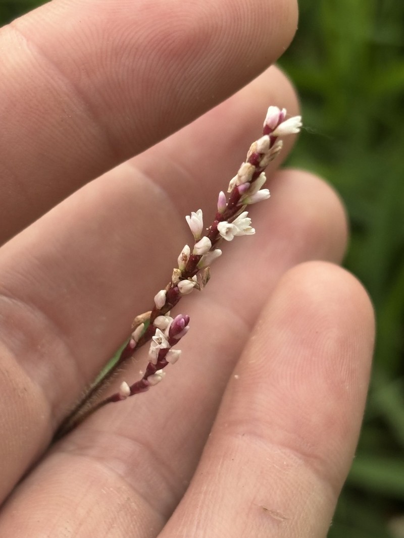 Hairy Smartweed photo 5