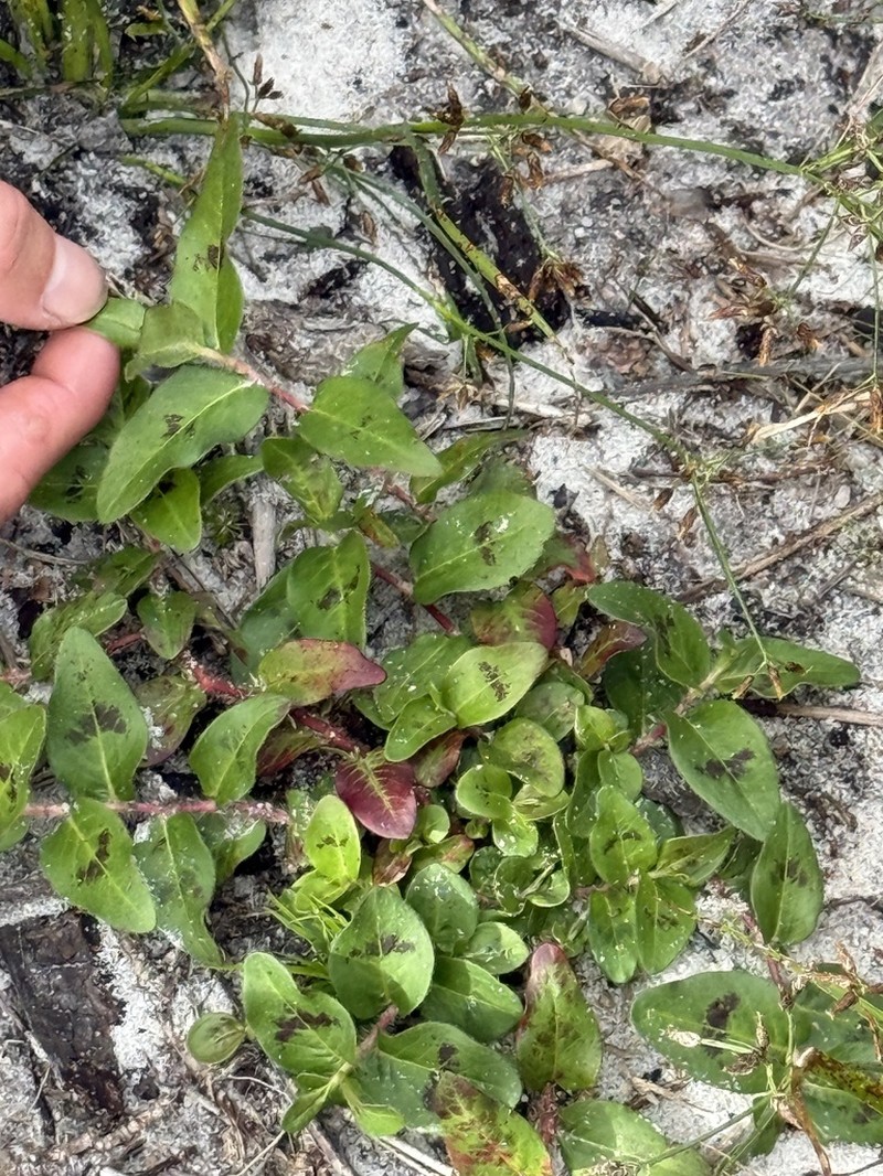 Hairy Smartweed photo 6